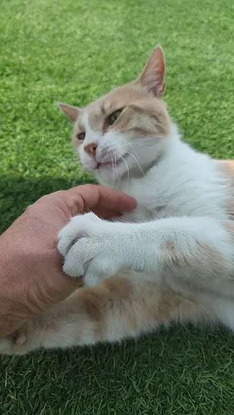 Kedi Kasabası foto 2