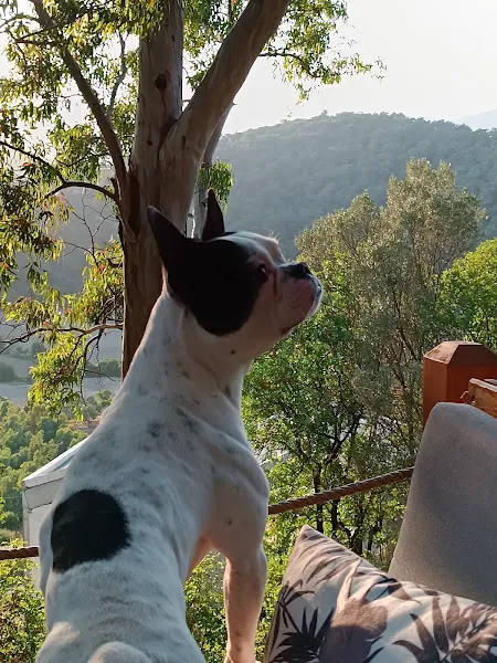 Karya Veteriner Kliniği foto 2