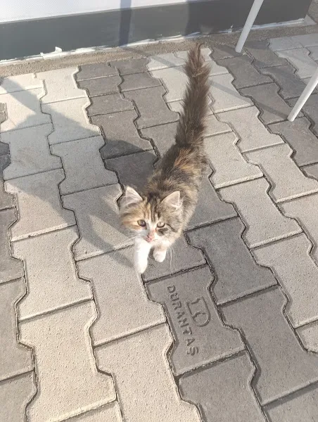 Polatlar Sahipsiz Hayvan Bakımevi ve Rehabilitasyon Merkezi - Sincan Belediyesi foto 2
