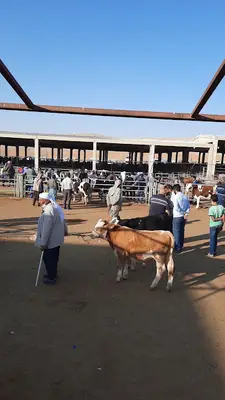Şanlıurfa Belediyesi Yeni Hayvan Pazarı