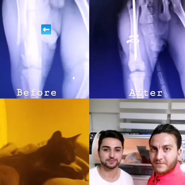 BOLU VETERİNER TIP MERKEZİ kliniği foto 2