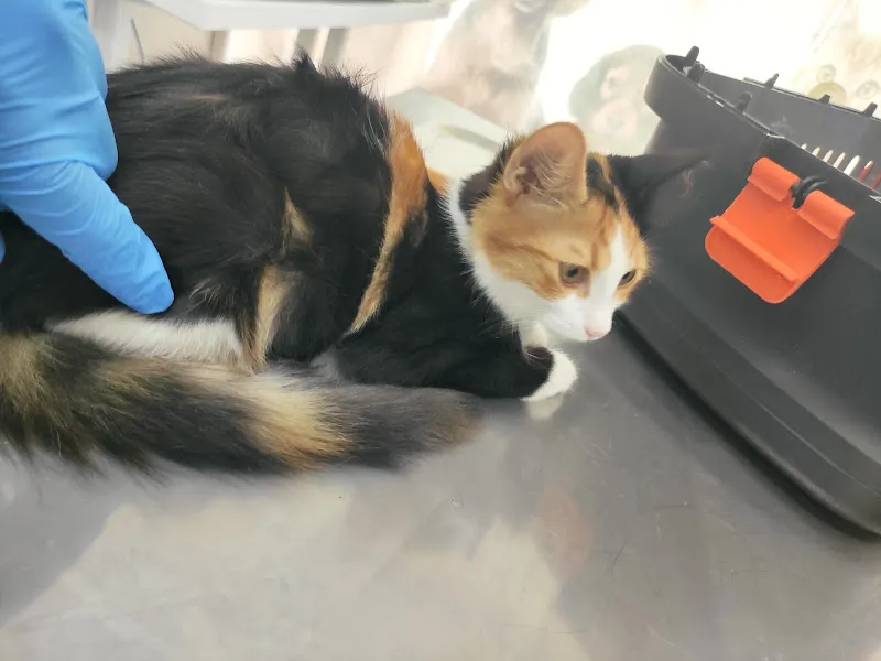 Arya Veteriner Kliniği foto 2