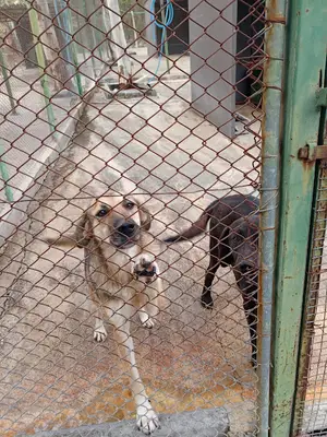 Köpek Bakımevi Ve Rehabilitasyon Merkezi fotoğrafı