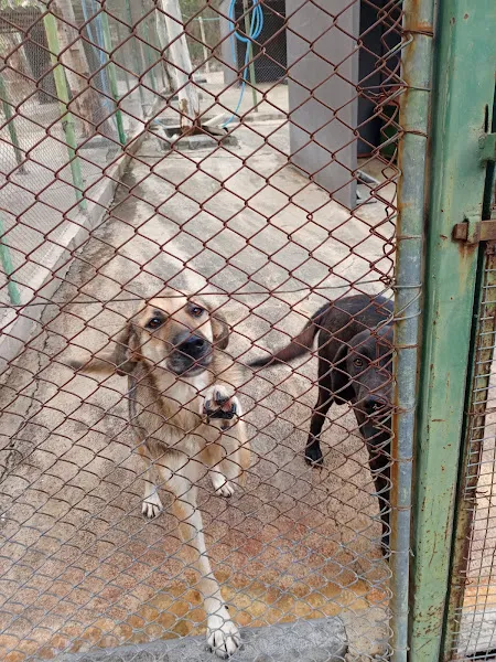 Köpek Bakımevi Ve Rehabilitasyon Merkezi foto 1