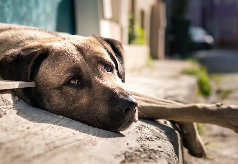 Köpek Bakımevi Ve Rehabilitasyon Merkezi foto 2