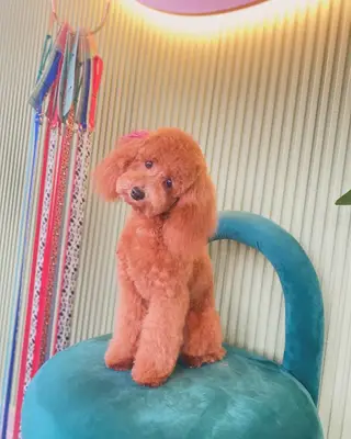 Pet Beauty Sevde Özer