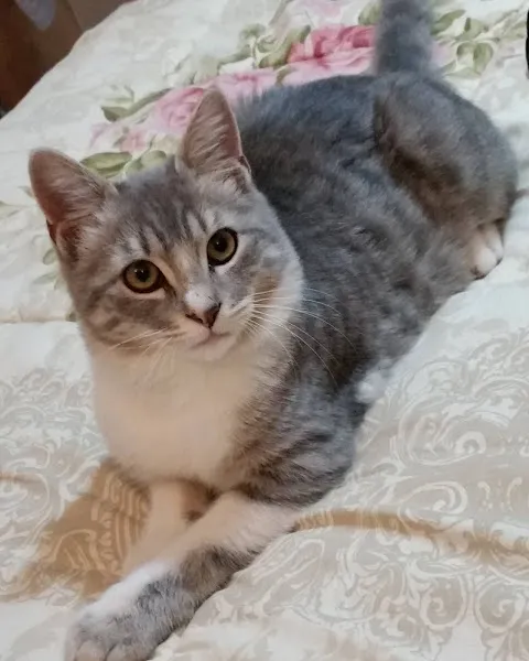 Marvet Veteriner Kliniği foto 2