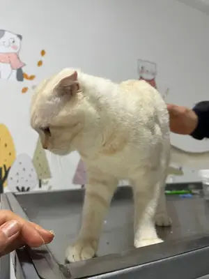 Açıkgöz Kardeşler Veteriner Kliniği