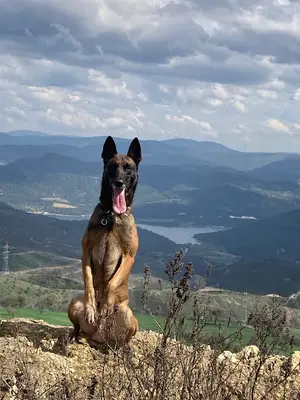İzmir Köpek Eğitim Merkezi Erkan Tuna fotoğrafı