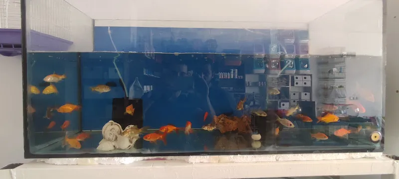 R G PETSHOP foto 1