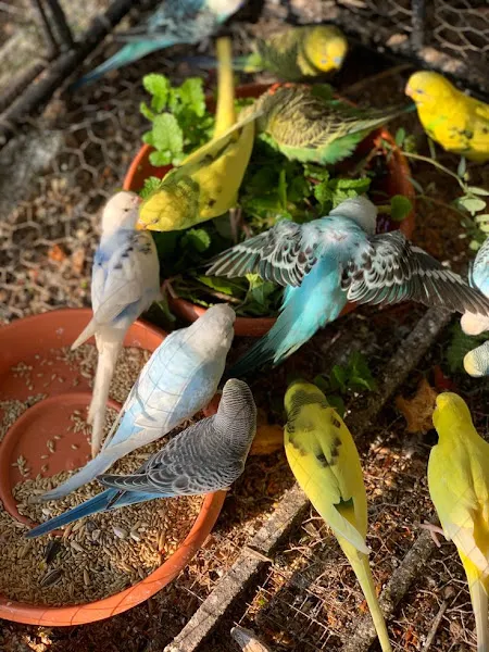 R G PETSHOP foto 2