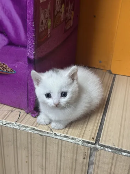 SİYA PET SHOP foto 2