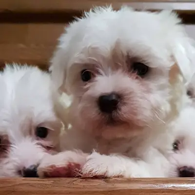 ÜSTÜN Pet Shop KEDİ & KÖPEK DÜNYASI ANTAKYA