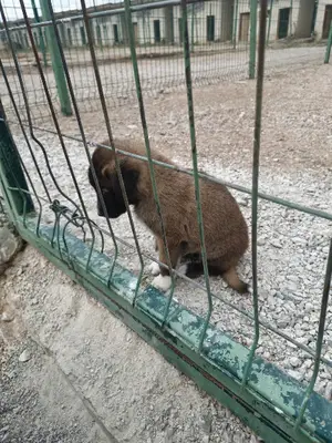 kangal çiftliği sivas
