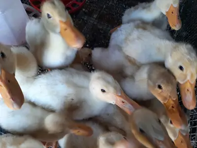 Ördek Kaz Tavşan Kümes Hayvanları Satış Doyurur Pet Shop