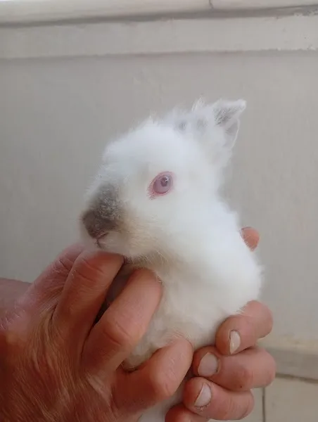 Ördek Kaz Tavşan Kümes Hayvanları Satış Doyurur Pet Shop foto 2