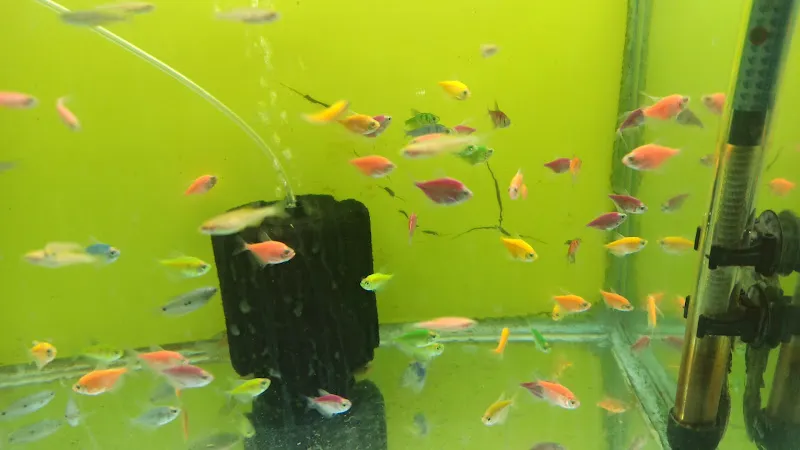 Huzur Petshop foto 2