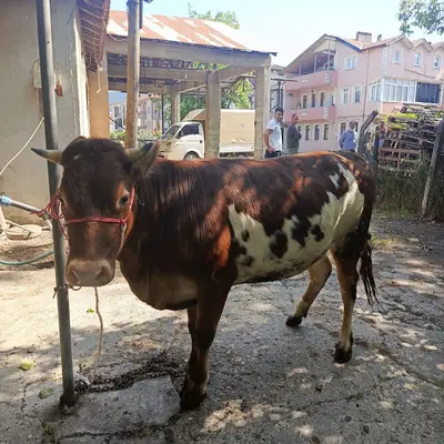 Çerkez Hayvancılık