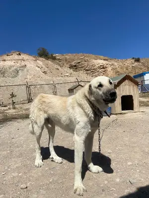Içanadolu seçkin ırk Sivas kangal köpeği eğitim ve üretim tesisleri fotoğrafı