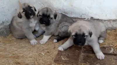 satılık kangal yavrusu