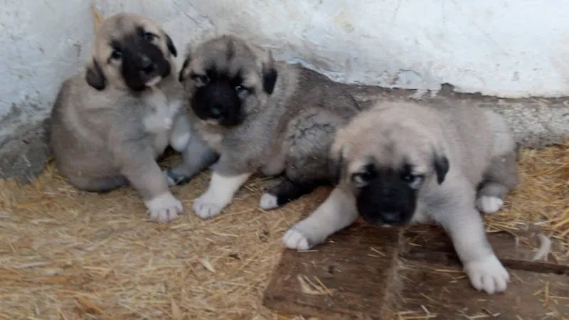 satılık kangal yavrusu foto 1