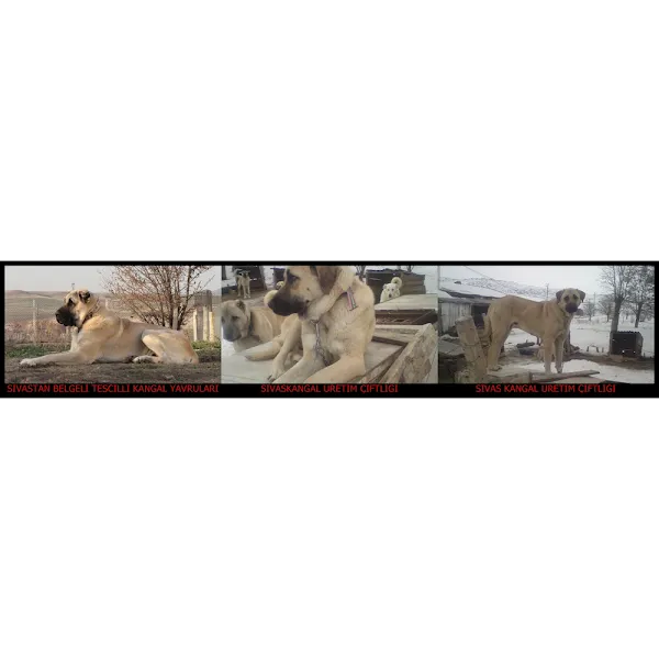 satılık kangal yavrusu foto 2