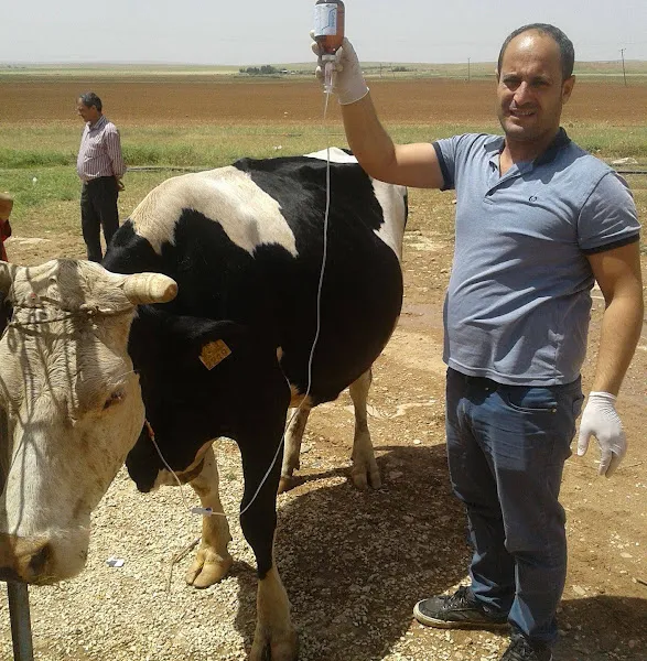Doğu veteriner klinigi/oğuzeli/gaziantep vet.hek.mehmet bulut foto 1