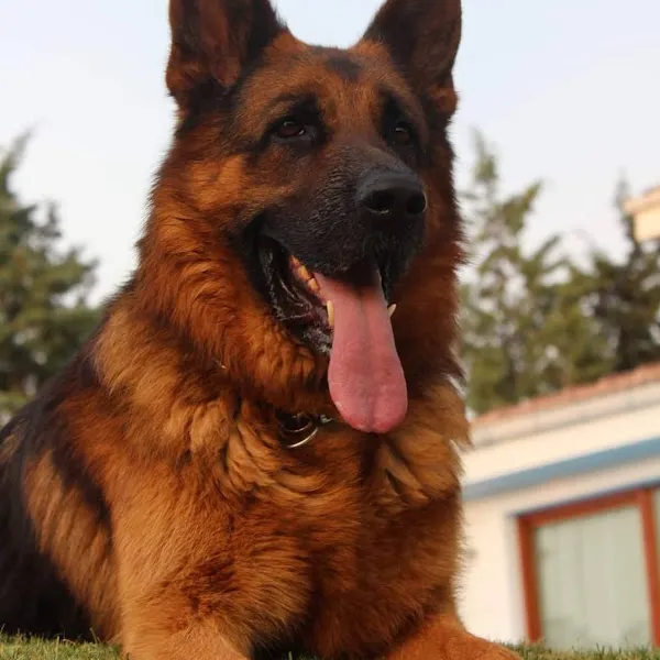 Dostum Köpek Çiftliği foto 1