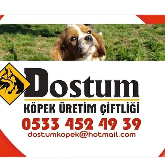 Dostum Köpek Çiftliği foto 2