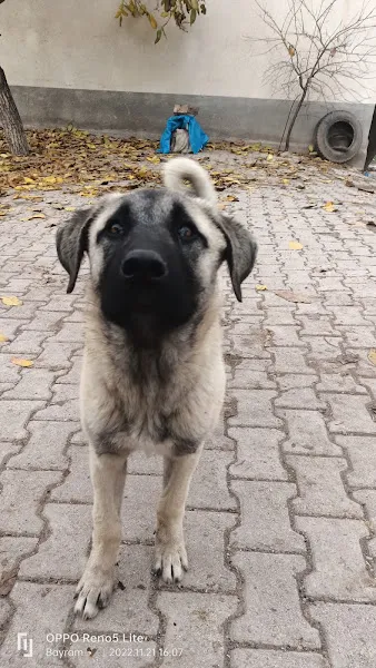Yahşi Veteriner Kliniği foto 1
