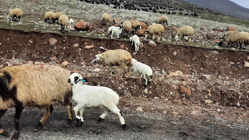 Beg San Veteriner Kliniği foto 1