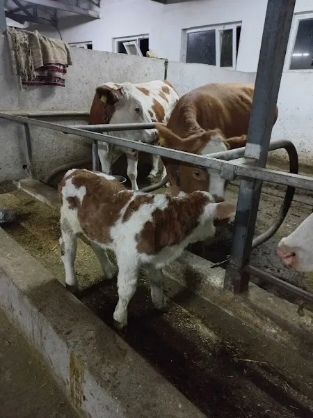 Beg San Veteriner Kliniği foto 2