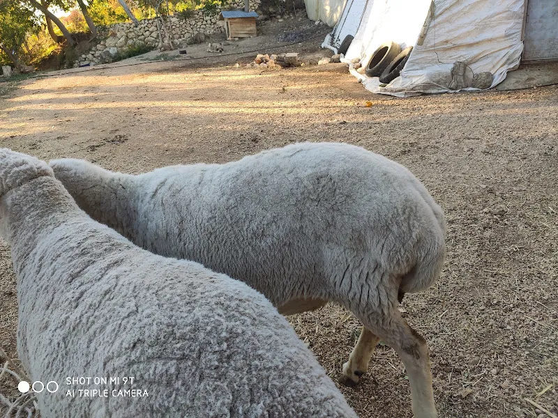 Çakmaklar Çiftliği foto 2