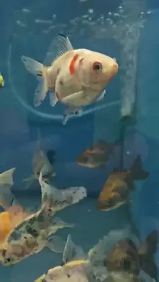 sevimli patiler petshop