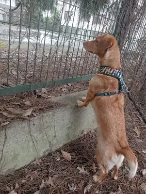 Afyon Köpek Evi | Köpek Oteli | Köpek Pansiyonu | Pet Otel | Köpek Eğitim