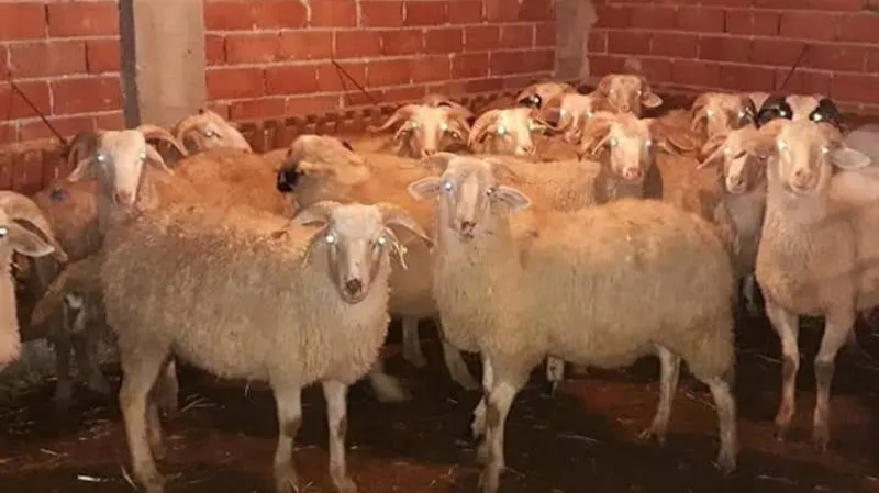 Barışcan besicilik ve hayvancılık foto 1