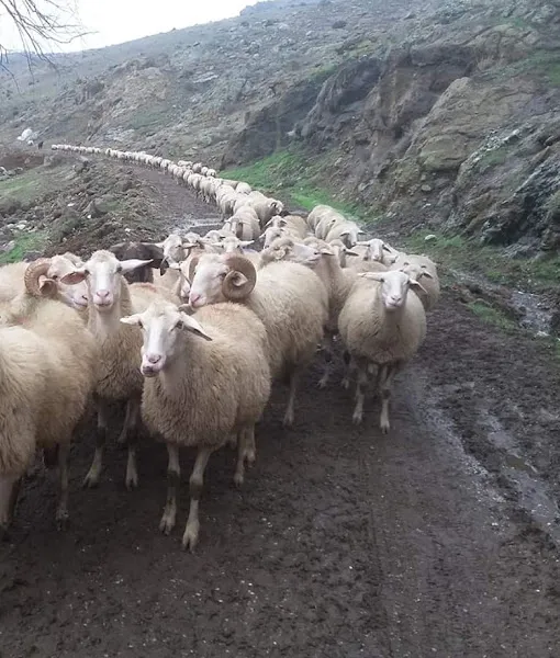 Barışcan besicilik ve hayvancılık foto 2
