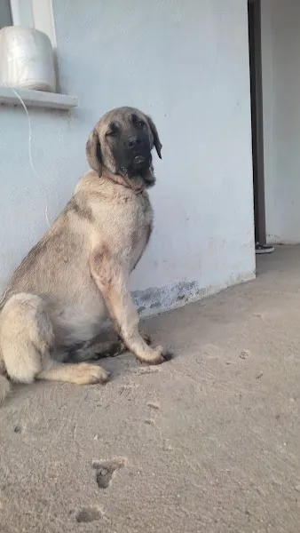 Mircanlar Çiftliği foto 2