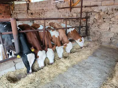 Harmankaya Hayvancılık