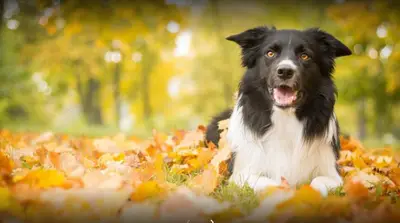 Positive Köpek Eğitim Akademisi A.Ş. Bodrum