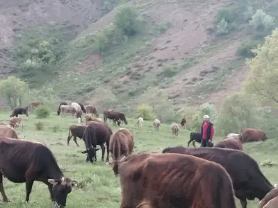 Şefaatli Belediyesi Hayvan Pazarı fotoğrafı