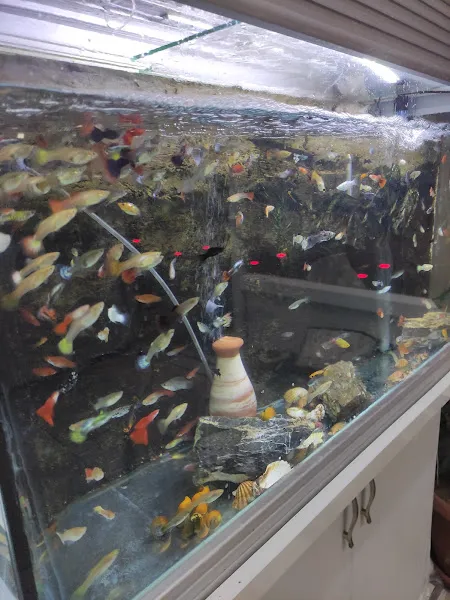 Vaveyla Petshop foto 2