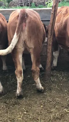 Ertuğrul Tahta Hayvancılık fotoğrafı