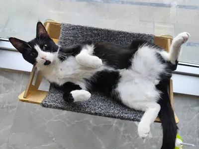 Pet Art Veteriner Polikliniği (24 saat acil servis)