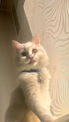 Animal House Veteriner Kliniği