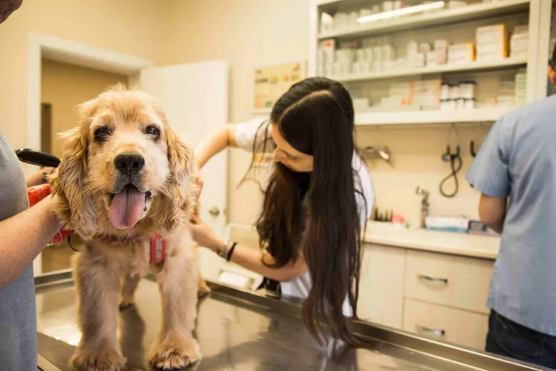 Green Pet Veteriner Polikliniği foto 2
