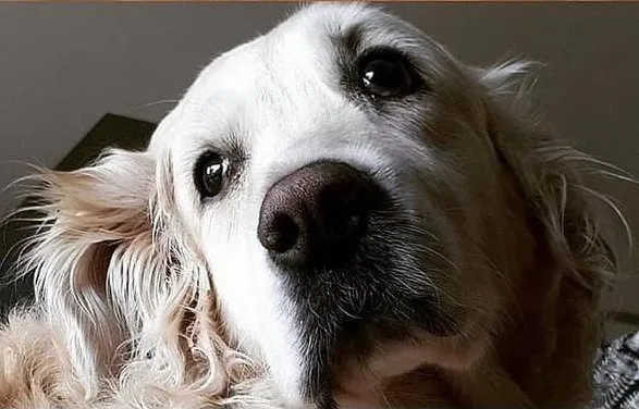 Petivet Veteriner Kliniği foto 2
