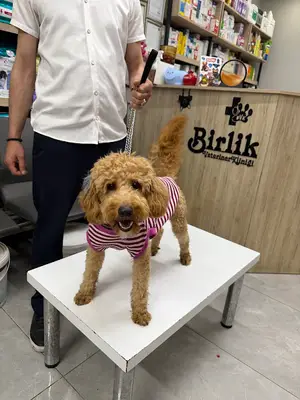Birlik Veteriner Kliniği