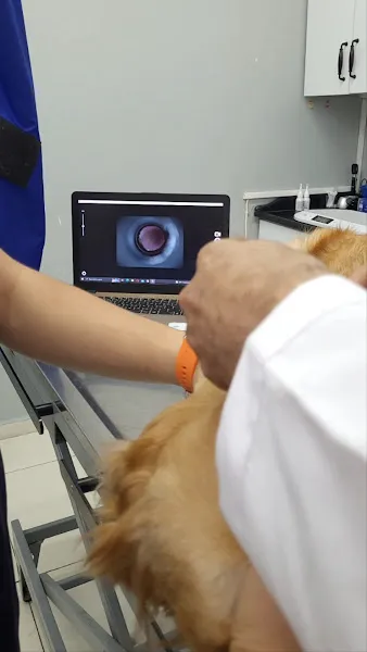 Petricor Veteriner Kliniği - Beylikdüzü Veteriner foto 2