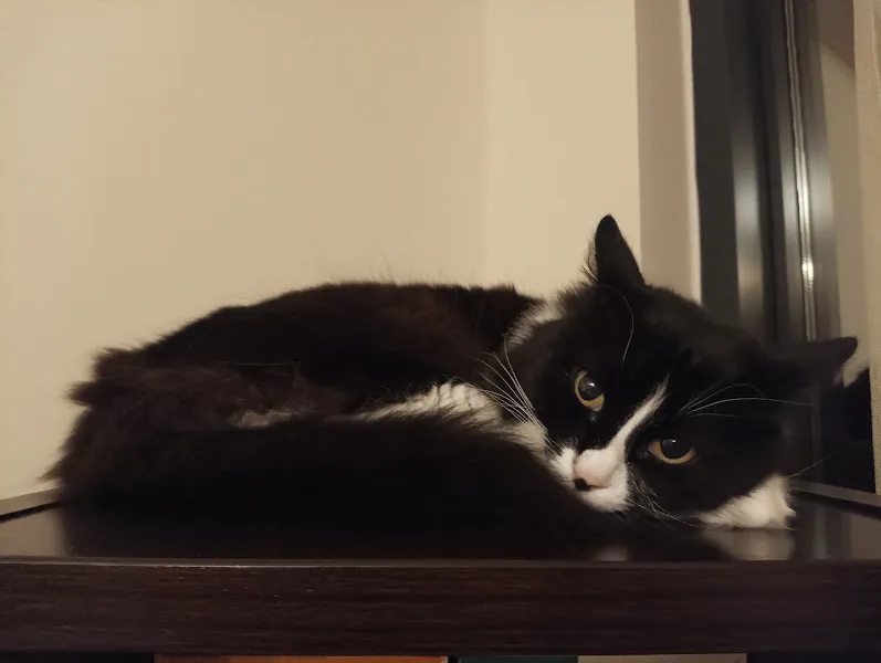 SmartVet Çiğli Veteriner Klinik foto 1